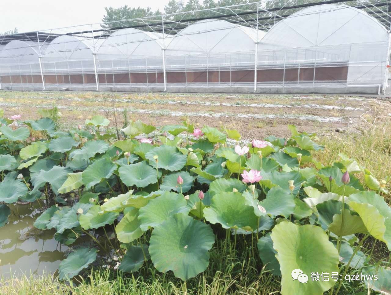 温室设计建造常用解决方案,温室设计标准图集