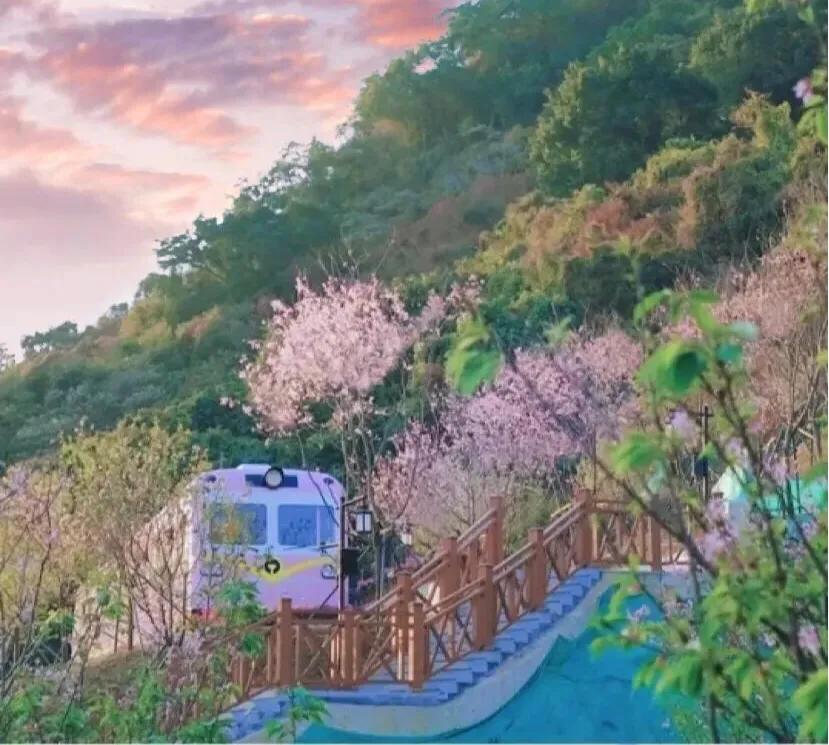 深圳花海公园地址在哪里,深圳中心河公园花海