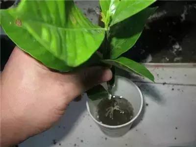 栀子花水插一个月不长根,栀子花水插方法介绍