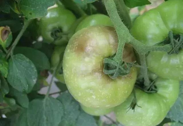 真菌治疗特效药,真菌病害的口诀与治疗配方