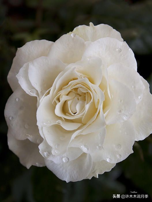 月季品种大全大图欣赏,美到窒息的月季品种图片