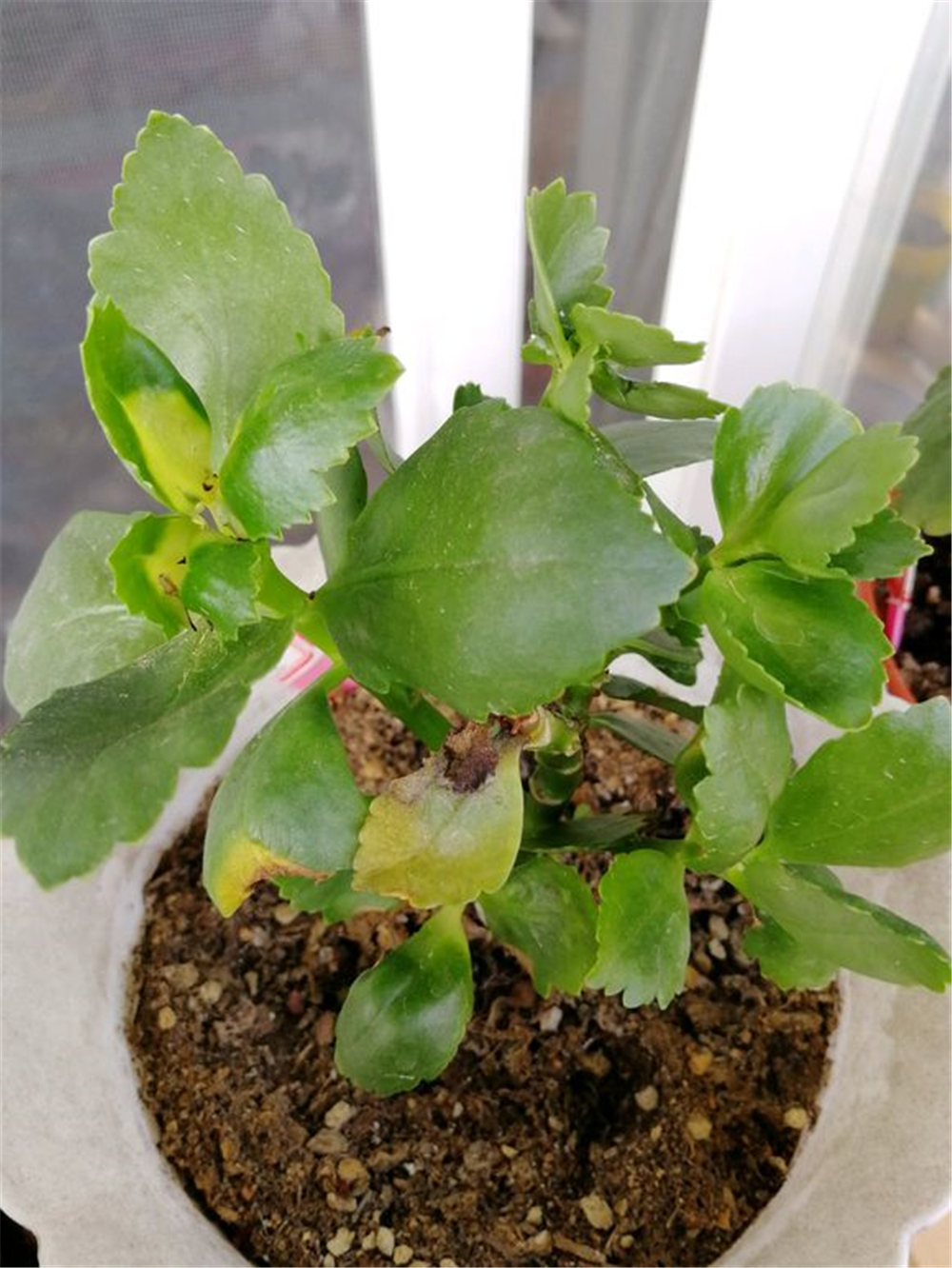 长寿花黄叶如何处理叶片多又嫩,长寿花冬季干尖黄叶的原因