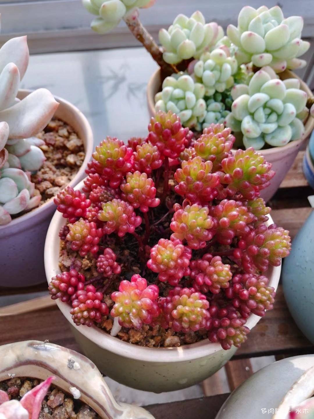 这才是多肉夏天该有的样子,多肉短期内颜值最高的时刻