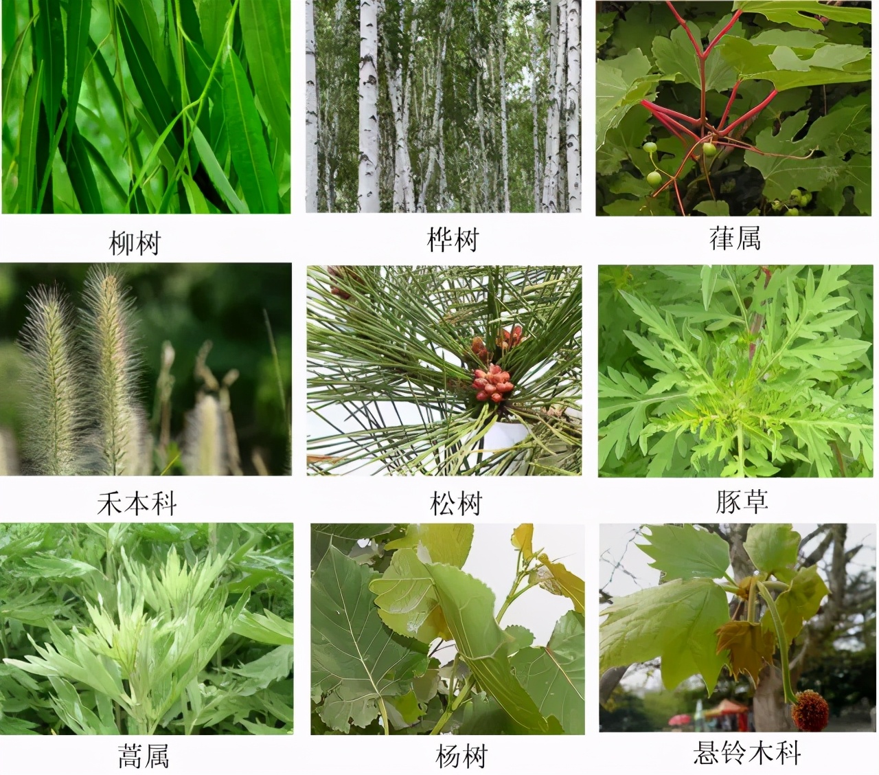 踏青赏花正当时花粉过敏怎么办,春天踏青如何防止花粉过敏