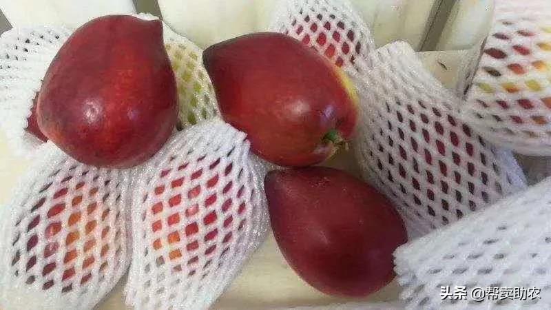 又脆又甜的油桃真好吃,油桃脆甜多汁爽口