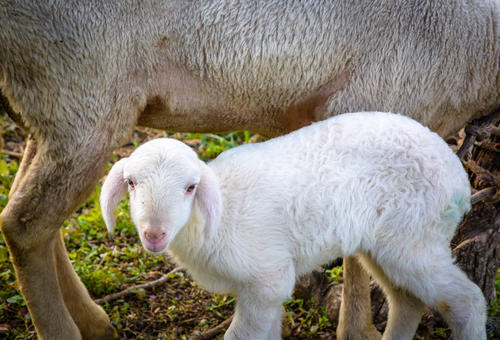 母羊难产助产猛压肚子,母羊难产助产全过程