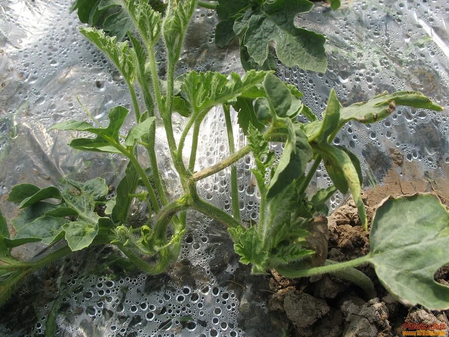 植物肥害叶片症状图片,植物肥害多久才能好转