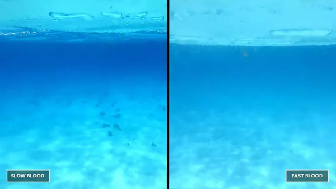 为了弄明白鲨鱼爱不爱吃人，这群人拿自己做实验，答案很意外