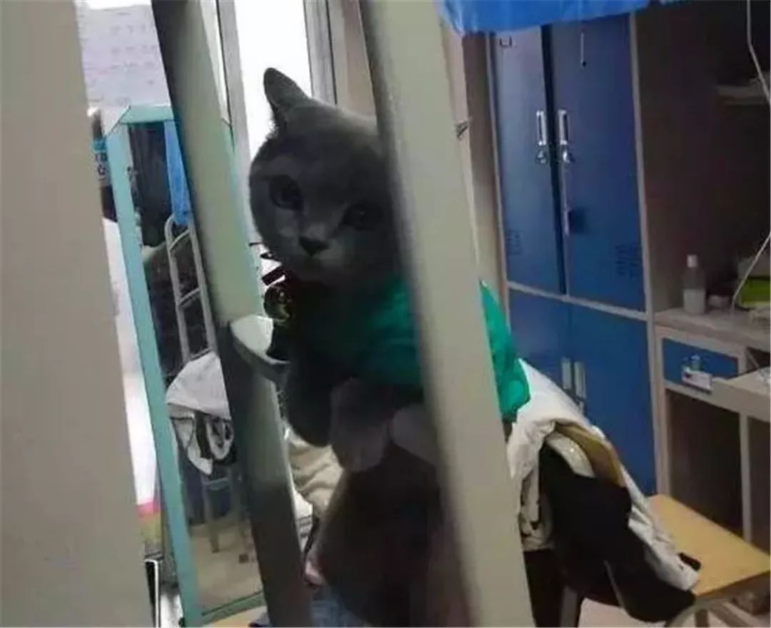 大学生宿舍养猫被发现后猫怎么办,宿舍养猫宿管检查
