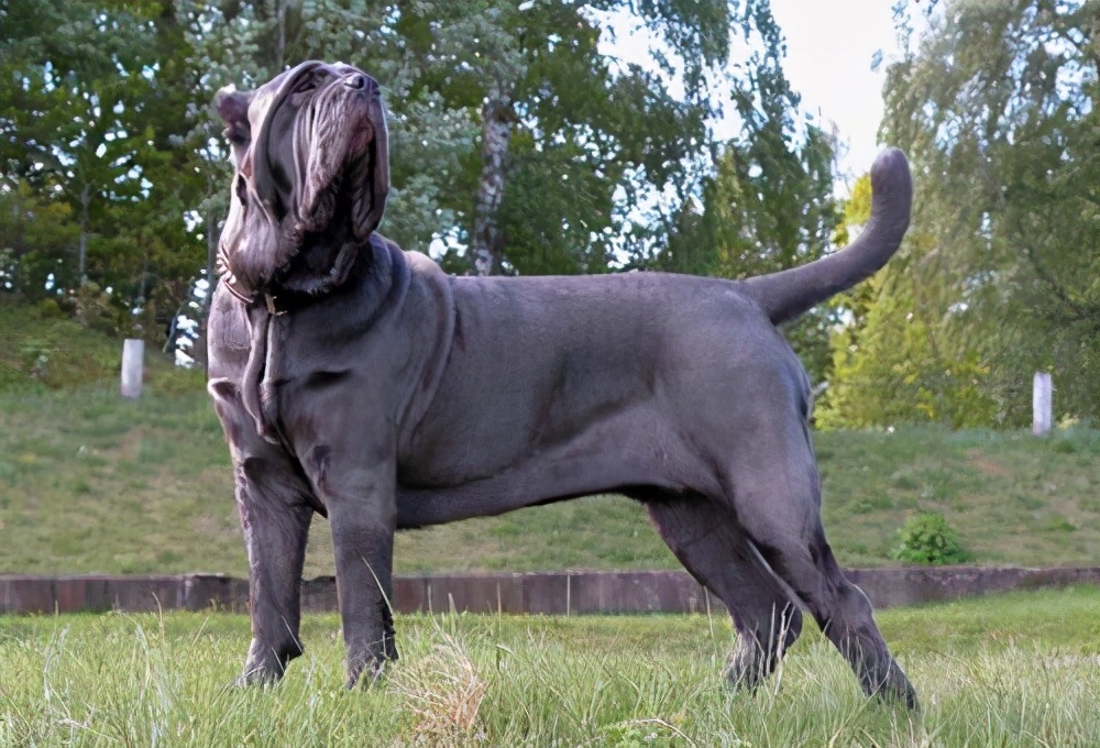 世界十大凶犬,世界十大凶恶犬