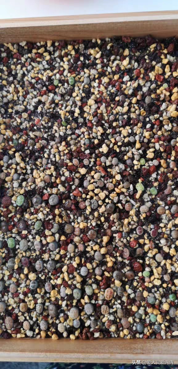 多肉什么品种好养还好看,十二卷多肉最漂亮的品种