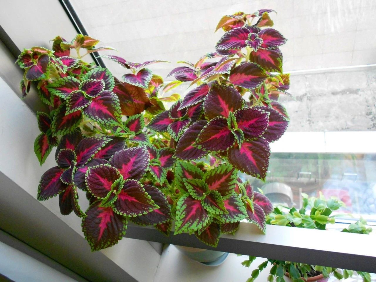 月季老桩怎么养才能开花,盆栽独桩月季花怎么养