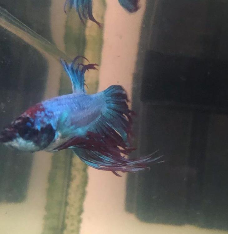 外国女子救下崩溃男子,外国女生救斗鱼