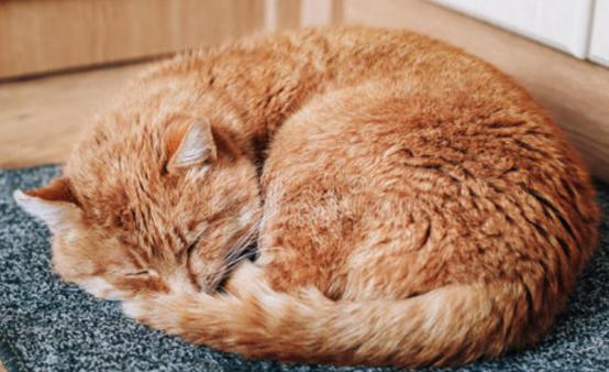 刚到家的猫咪挠门,刚到家的小猫挠我用打疫苗吗