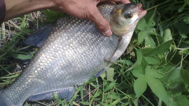 鳊鱼怎么钓效果最好,鳊鱼怎么才好钓