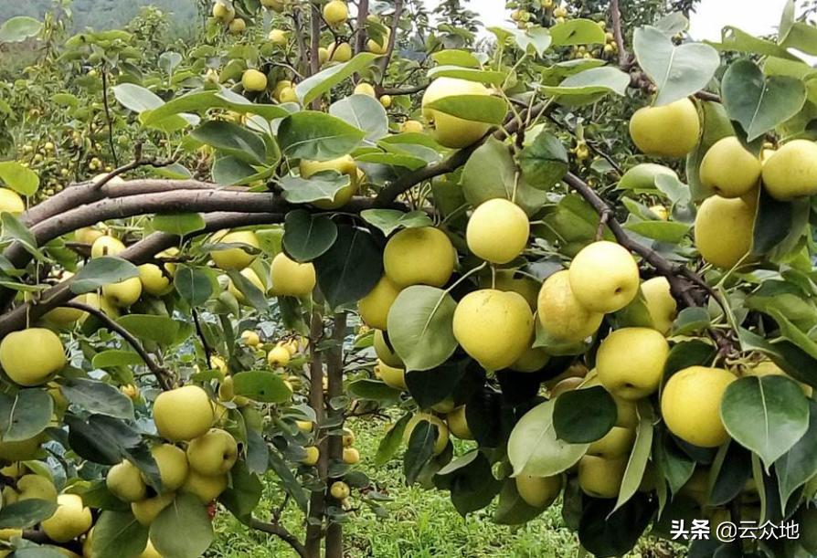梨子坐果率低的原因,梨疏果的正确疏法