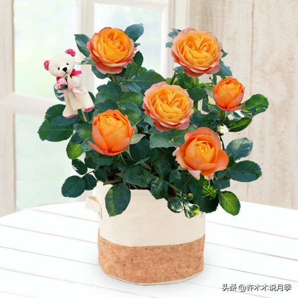 月季烂根的补救办法,月季烂根是什么原因