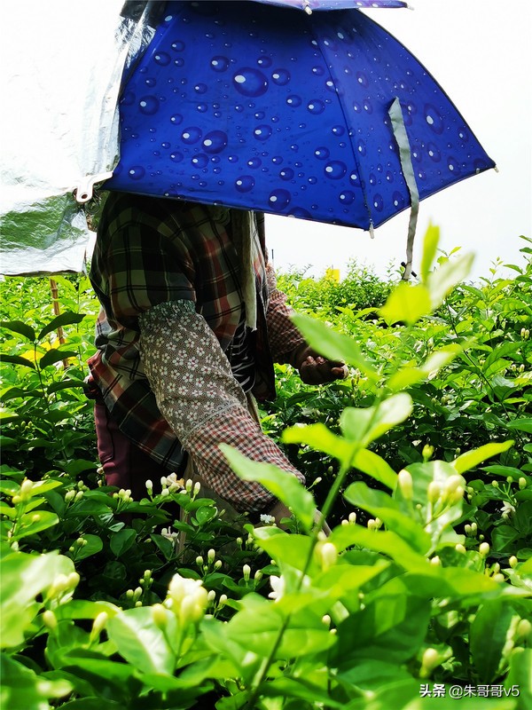 2022媒体花乡行,2023媒体花乡行