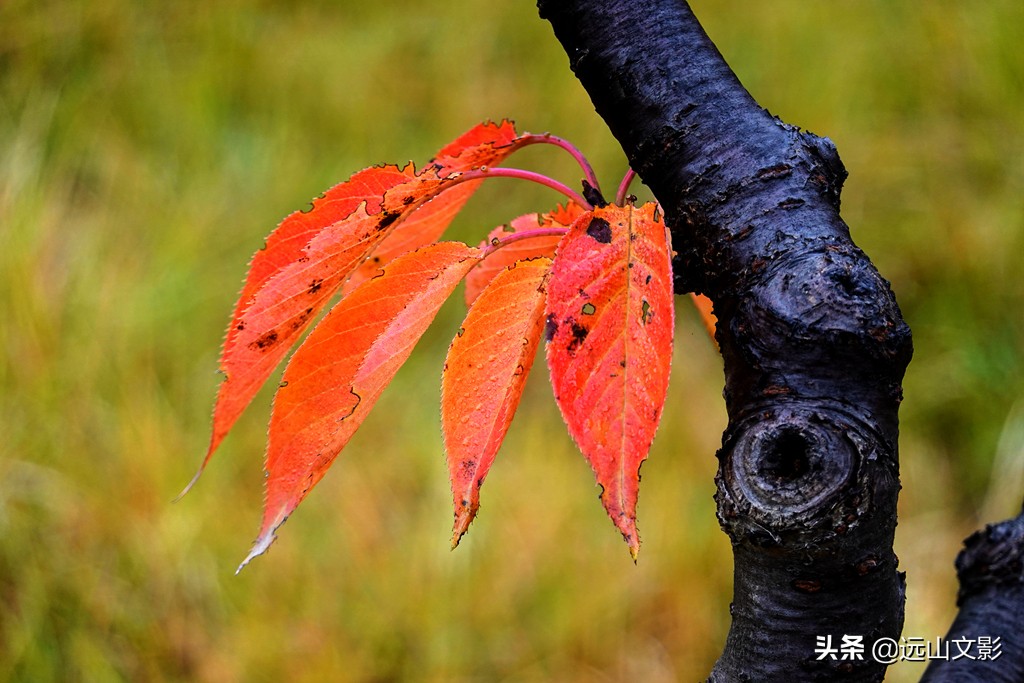 索尼黑卡二怎么拍,索尼黑卡2大光圈拍视频