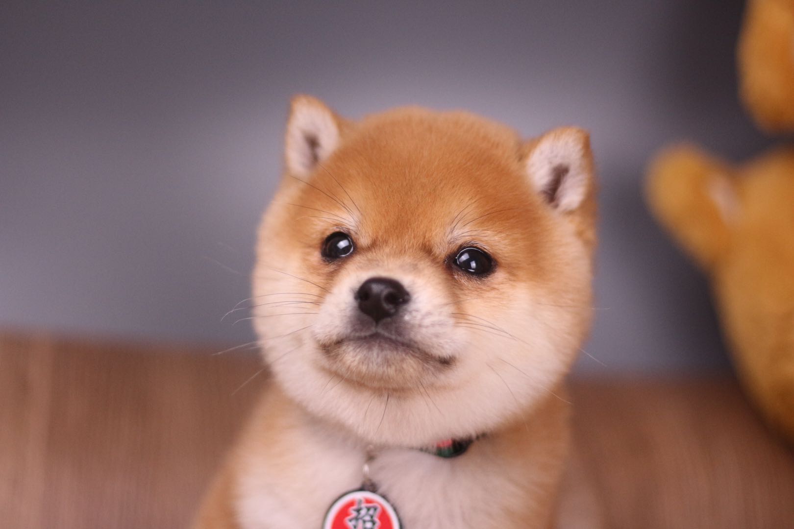 入手柴犬的价格区间,买柴犬币最低买多少钱的