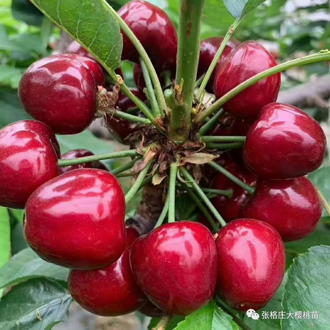 大樱桃防治果蝇用什么药害,大樱桃树夏天果蝇怎样防治