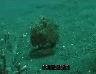 章鱼为什么有这么多怪异的身体,章鱼会两条腿走路