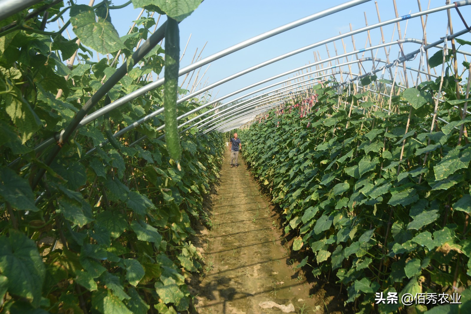 农村大叔种植黄瓜,农村种植一亩黄瓜要多少成本