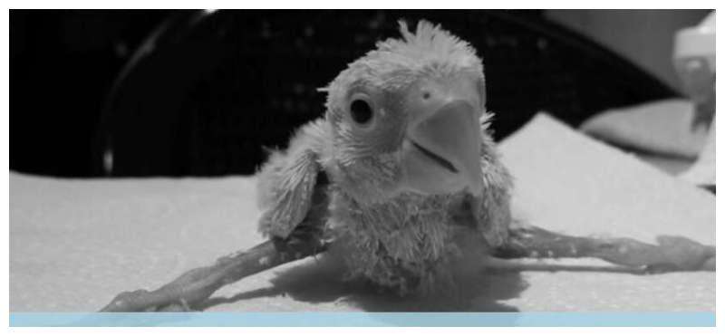 幼鸟腿一直撇着要矫正吗,幼鸟的腿在颤抖是咋回事