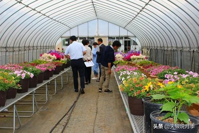 足不出户,带你了解2020日本园艺圈「新品种大赏」