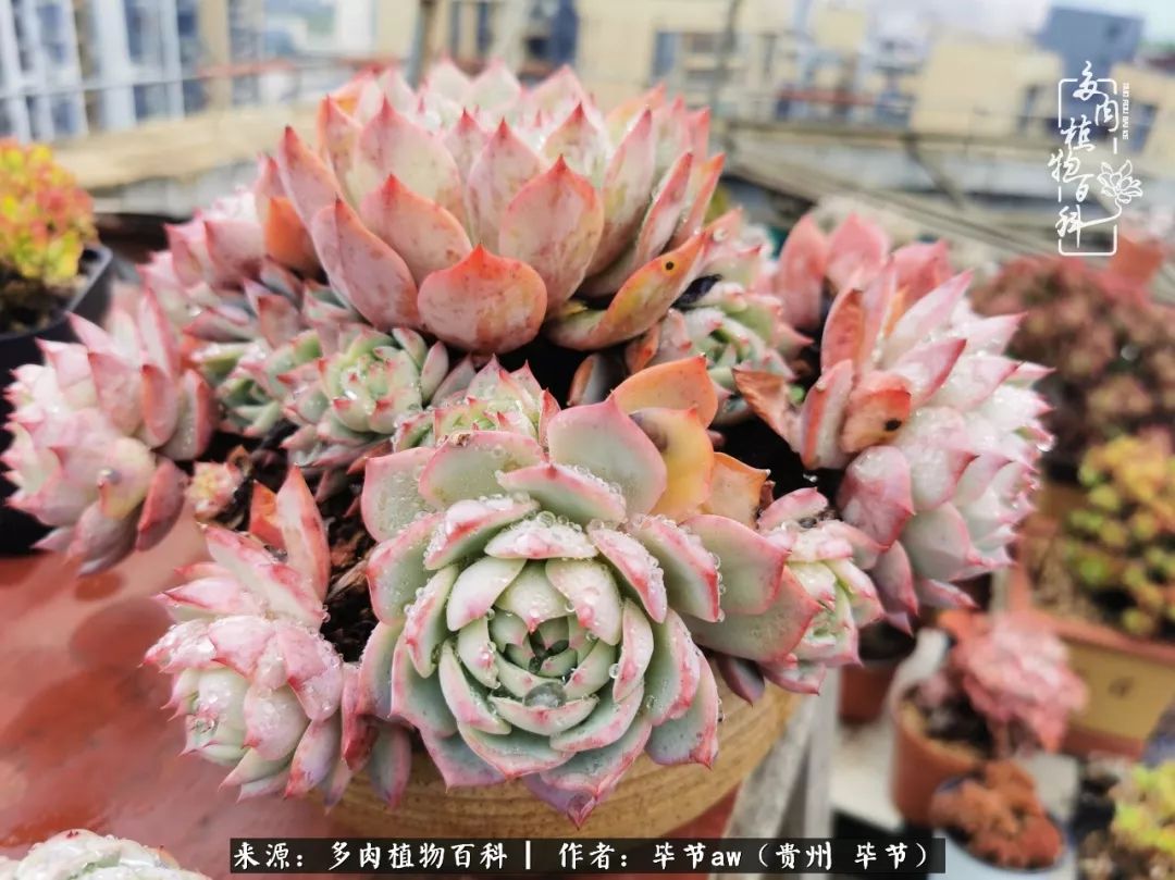 有多少次的会心一笑，全因多肉！那是一种心间流出的甜