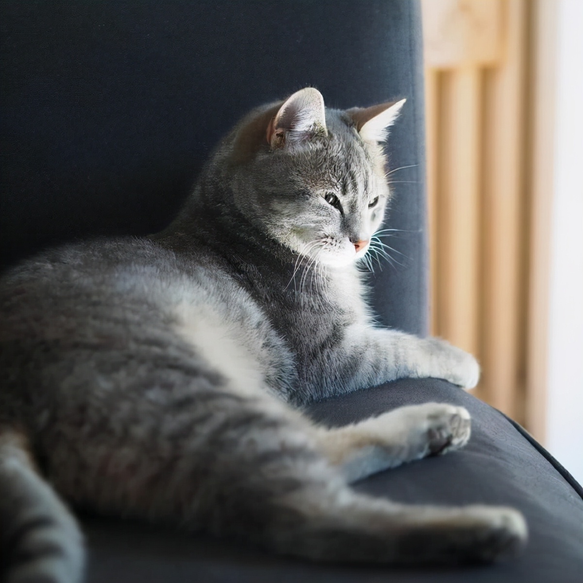 我家猫总是无视我只和其他猫亲近,猫想和人亲近又害怕