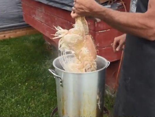 鸡毛怎么拔根最干净,教大家怎么样快速拔鸡毛