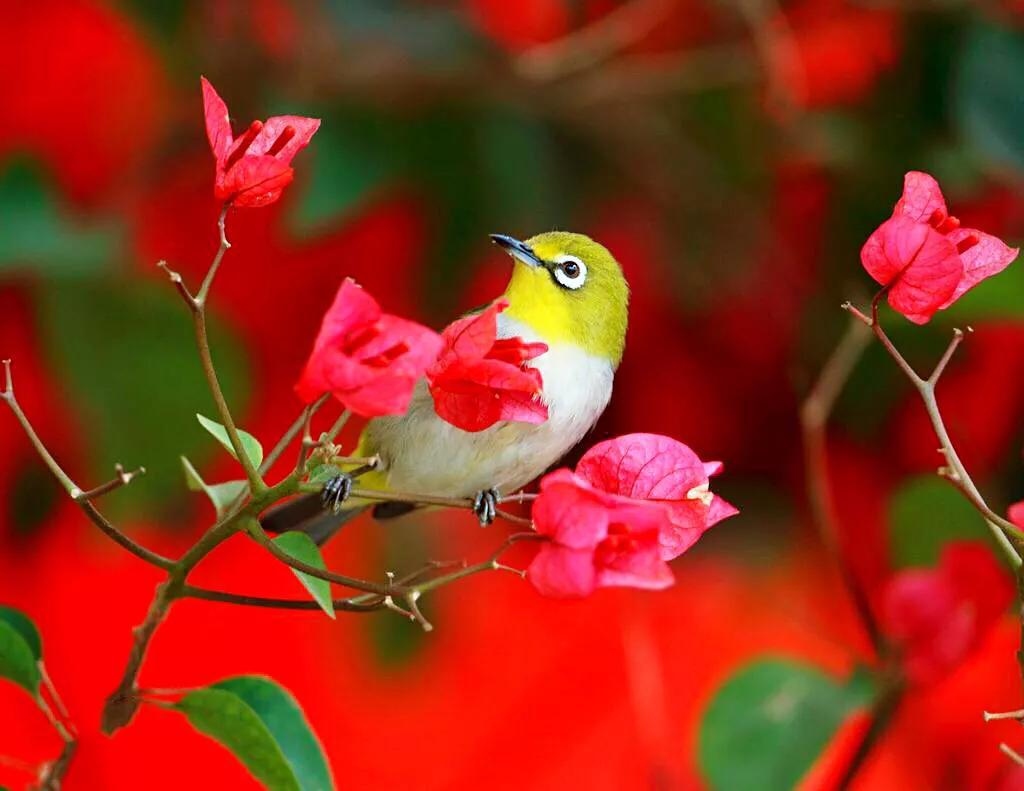 绣眼鸟叫声,绣眼鸟的视频欣赏