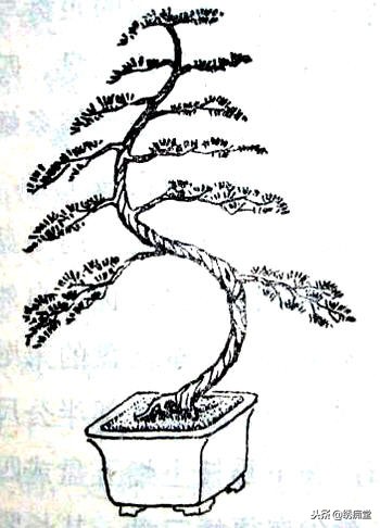 丛林式盆景欣赏,盆景欣赏及制作