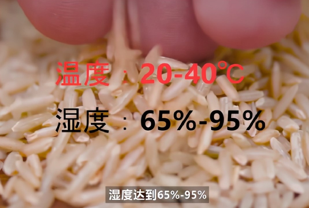 为什么密封好的大米还能长出虫子,大米里面为什么会长虫