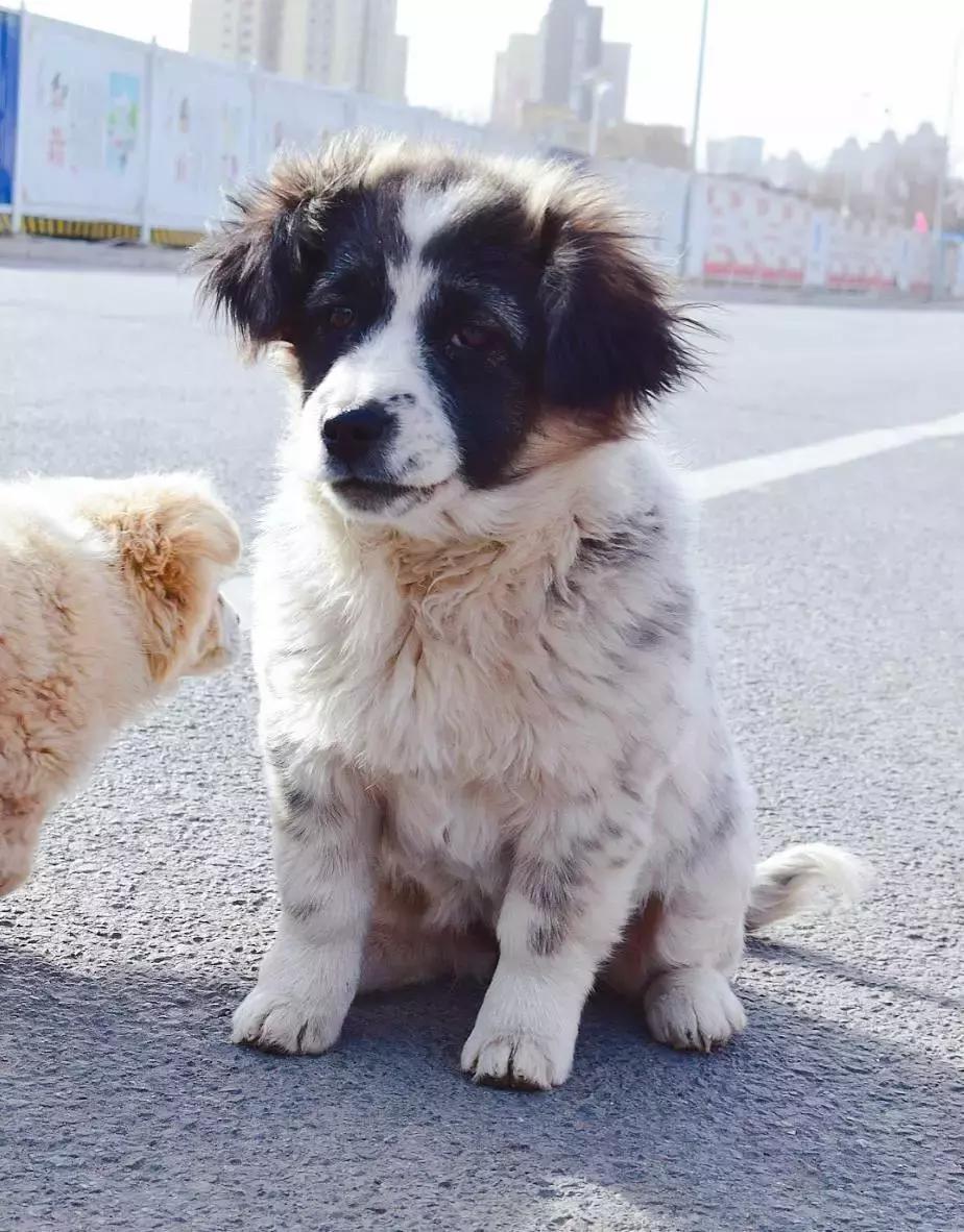 给它们一个家|线上宠物领养日,201903101