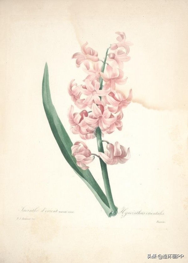 插画风简单的花手绘图片,唯美手绘田园插画图片大全