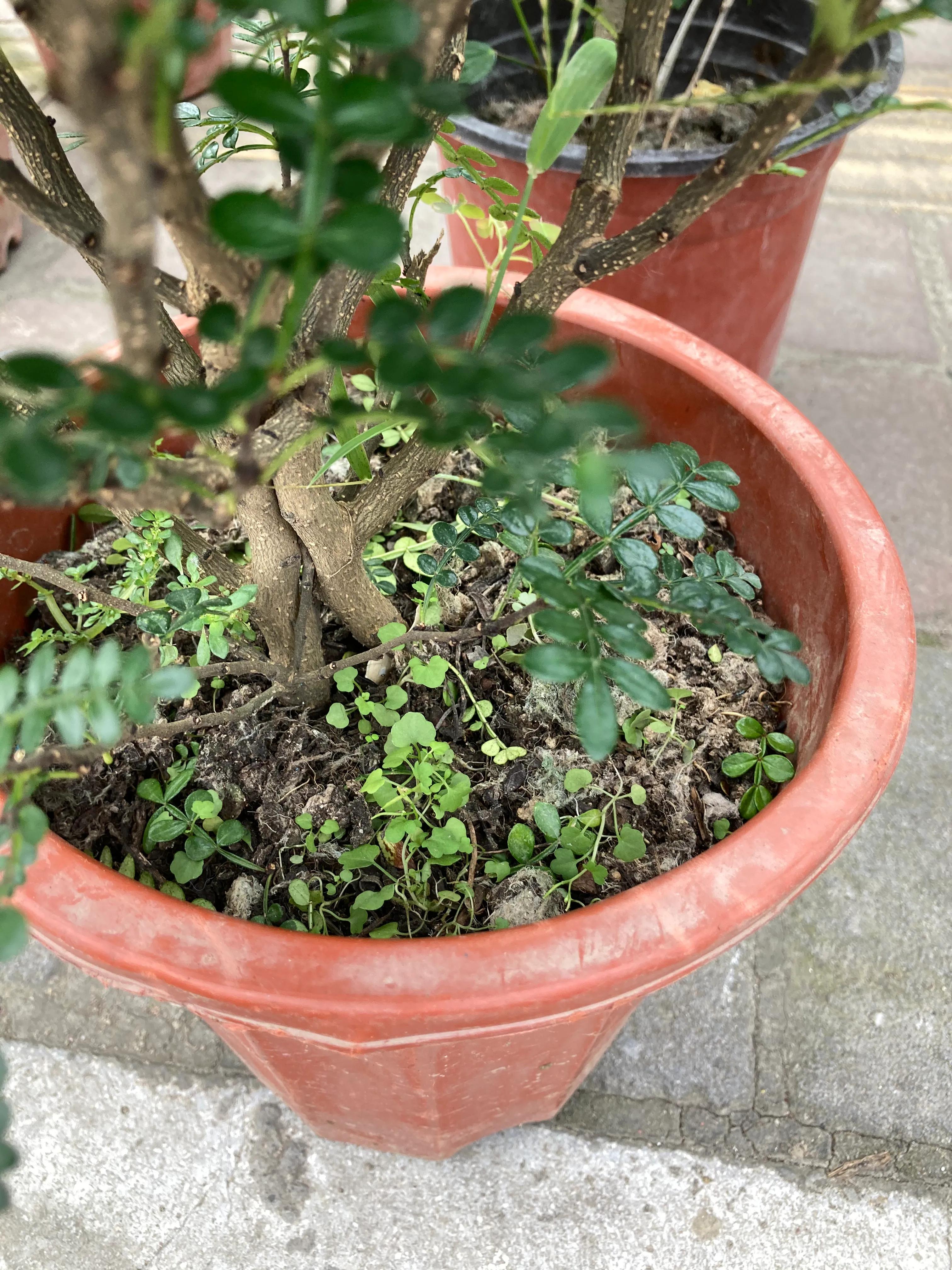 花市常见的一款绿植（清香木），为什么容易落叶，盆栽老板这么说