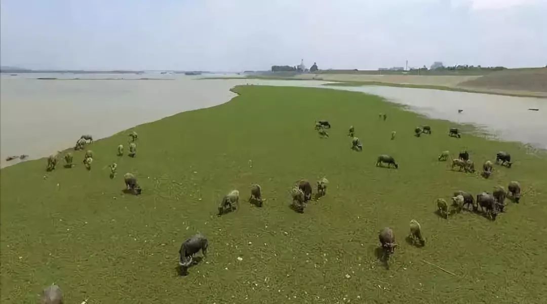 风靡香港79年，连续获得本土牛奶品牌销冠，今天带你解密维记牛奶