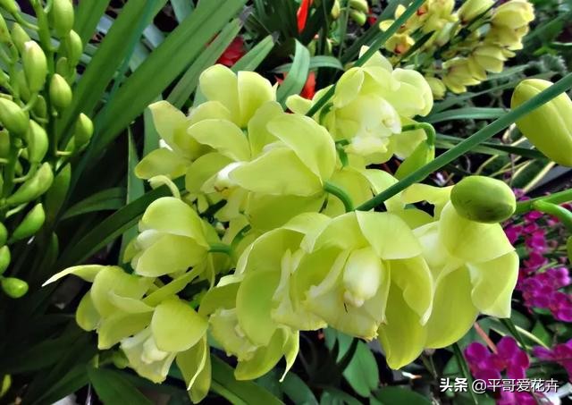 大花蕙兰花谢后换盆要去掉老土吗,蕙兰花怎么养才能旺盛容易开花