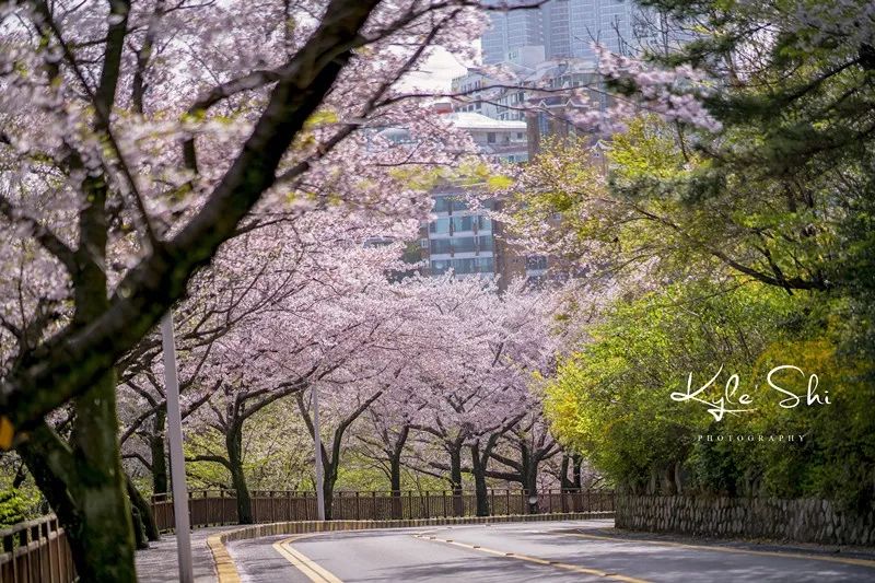 樱花季去日本价格高吗,樱花季去日本旅行