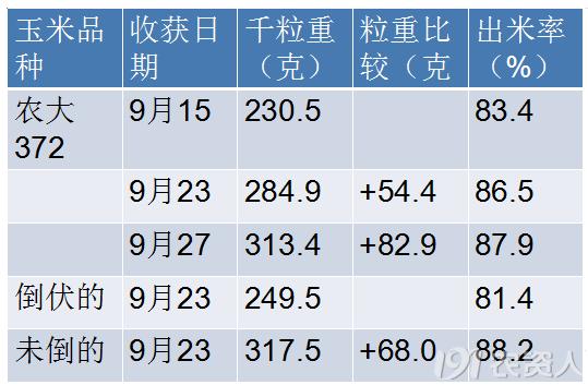 河南适合种植高产玉米,玉米高产高效种植技术