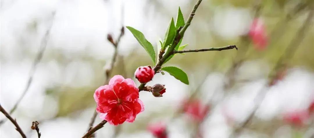广州现在花开的季节,广州现在什么花开了