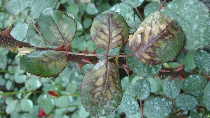 月季的霜霉病和灰霉病的区别,月季霜霉病的治疗方法视频