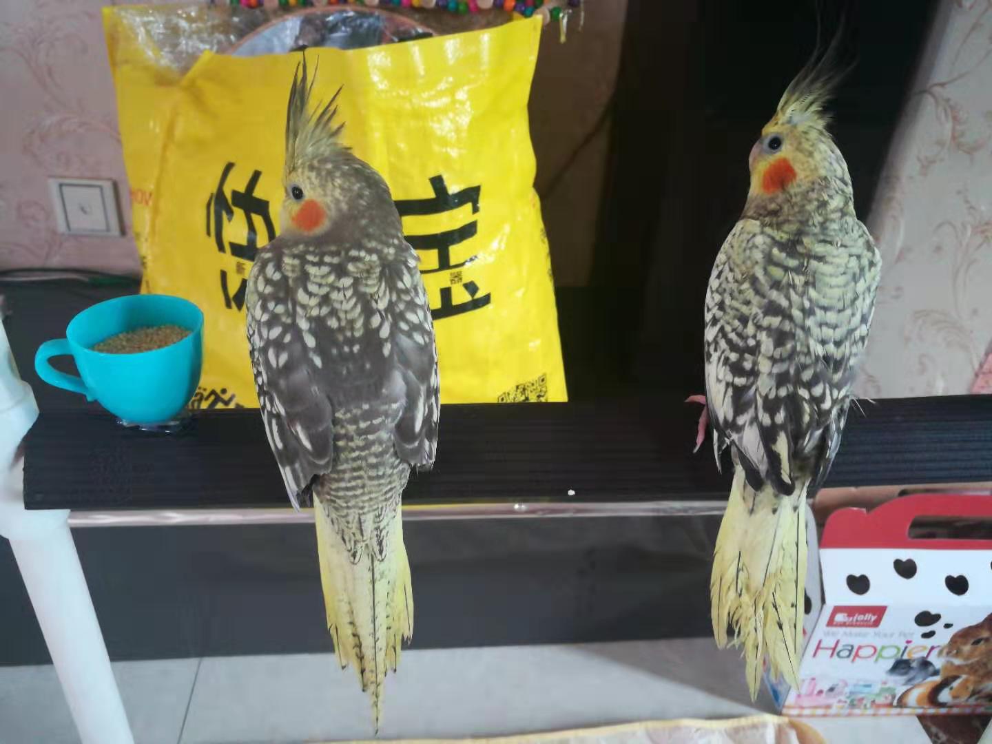 玄凤鹦鹉没力气没精神没食欲拉稀,刚断奶的鹦鹉不吃不喝能坚持几天