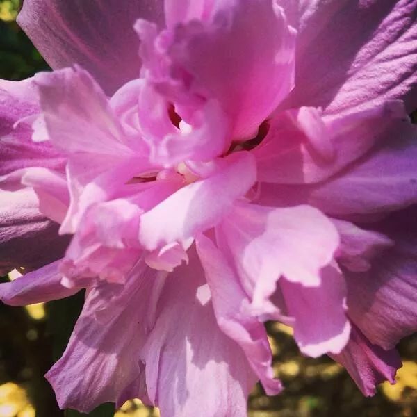 木槿花颜色有哪些,木槿花有哪些颜色