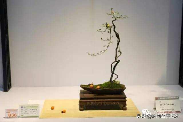 以根代杆下细上粗式盆景图片,十种适合吊着养的盆景