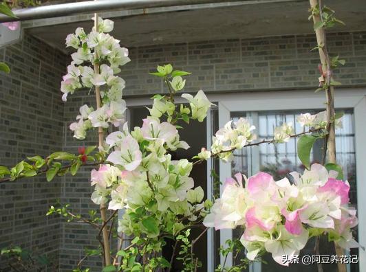 露台养花草种菜,露台种植花草盆栽