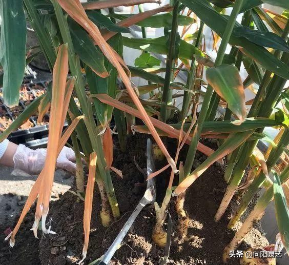 家里沙土种生姜如何施肥,露天菜园种生姜怎样遮阳