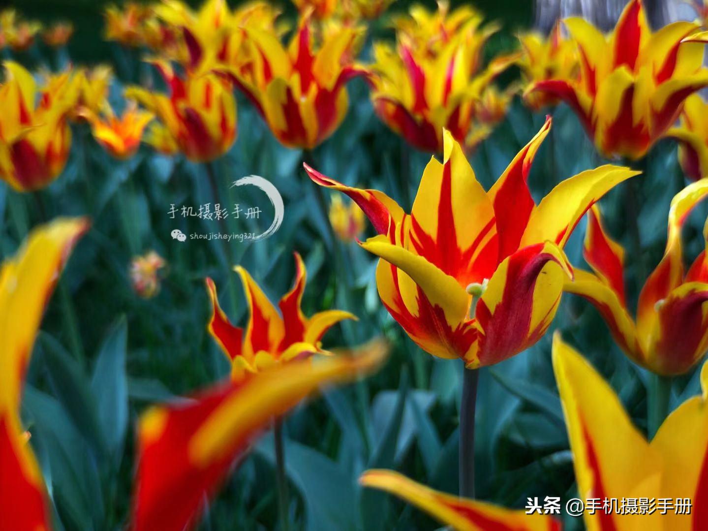 用手机巧妙的拍照,教大家如何用手机拍照